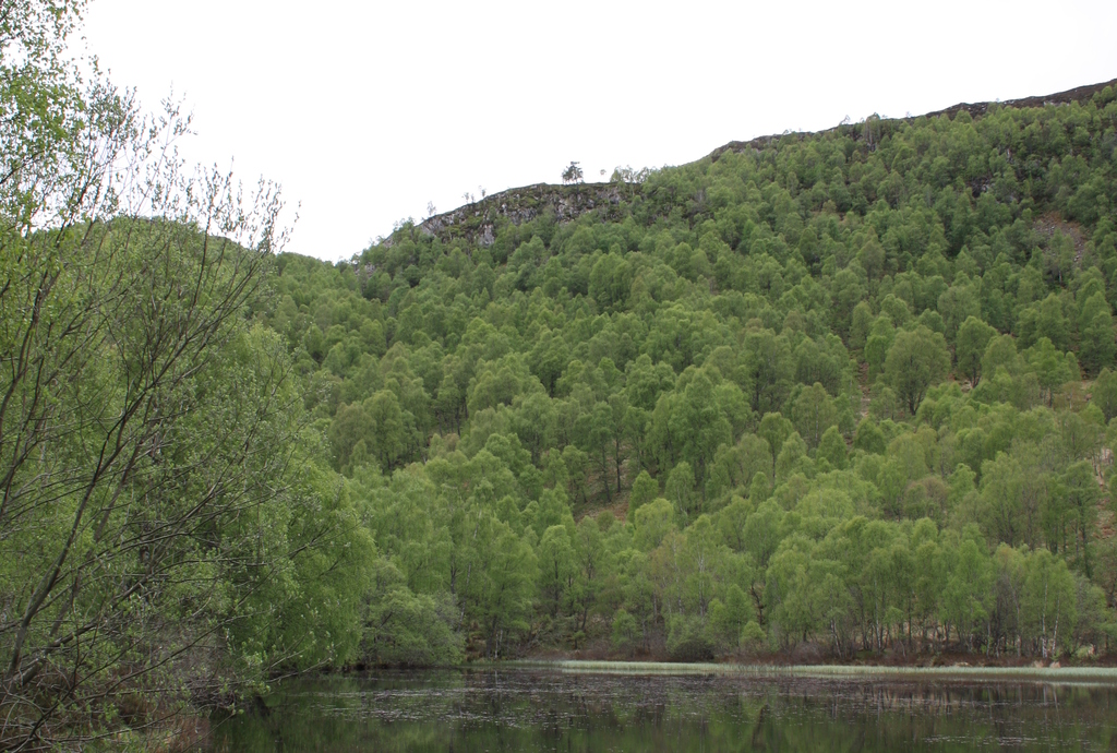Craigellachie National Nature Reserve Aviemore