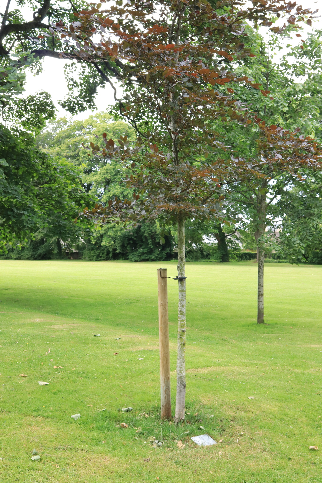The Queen's Green Canopy tree in Viewfield Park, Nairn