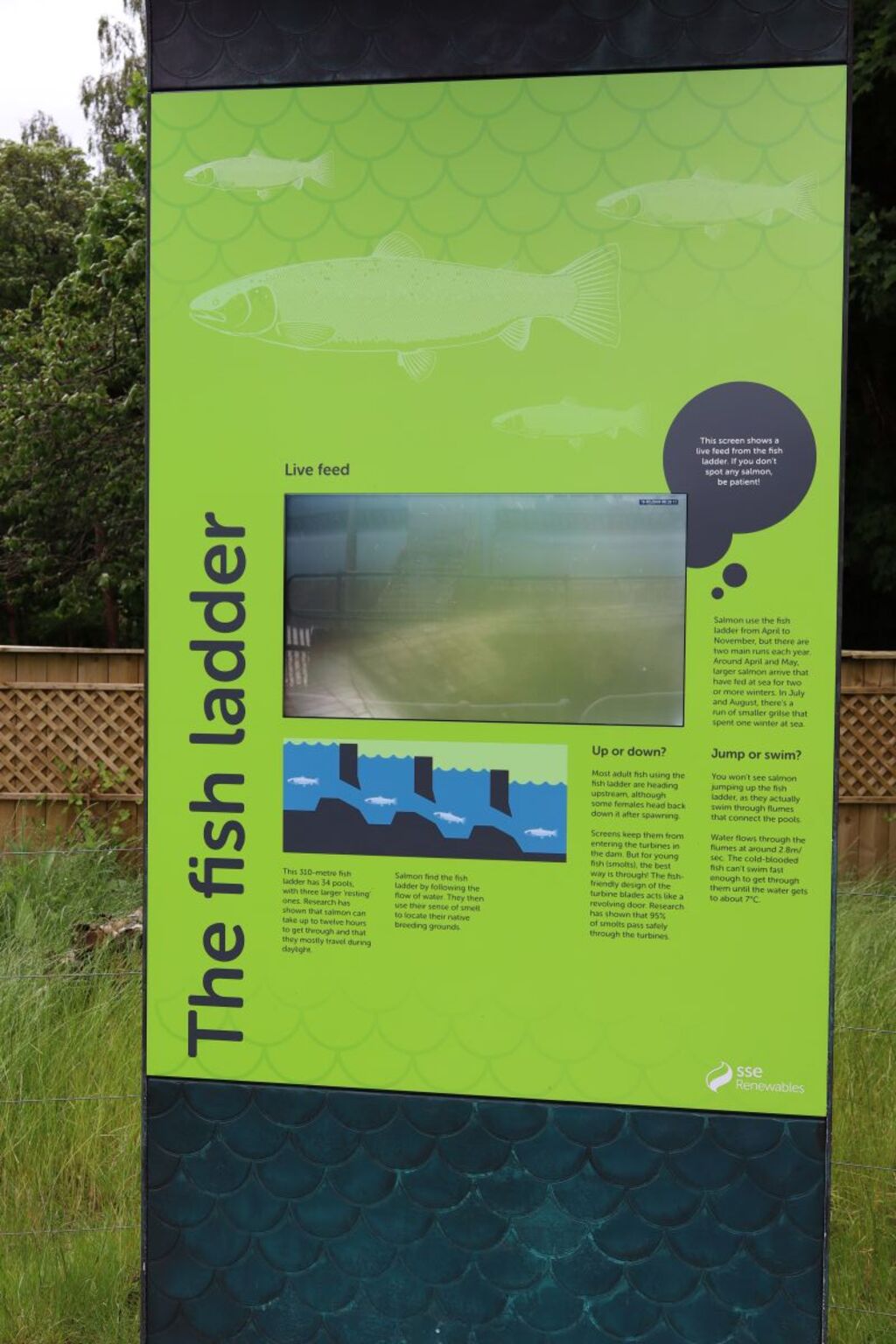Live feed screen at Pitlochry fish ladder
