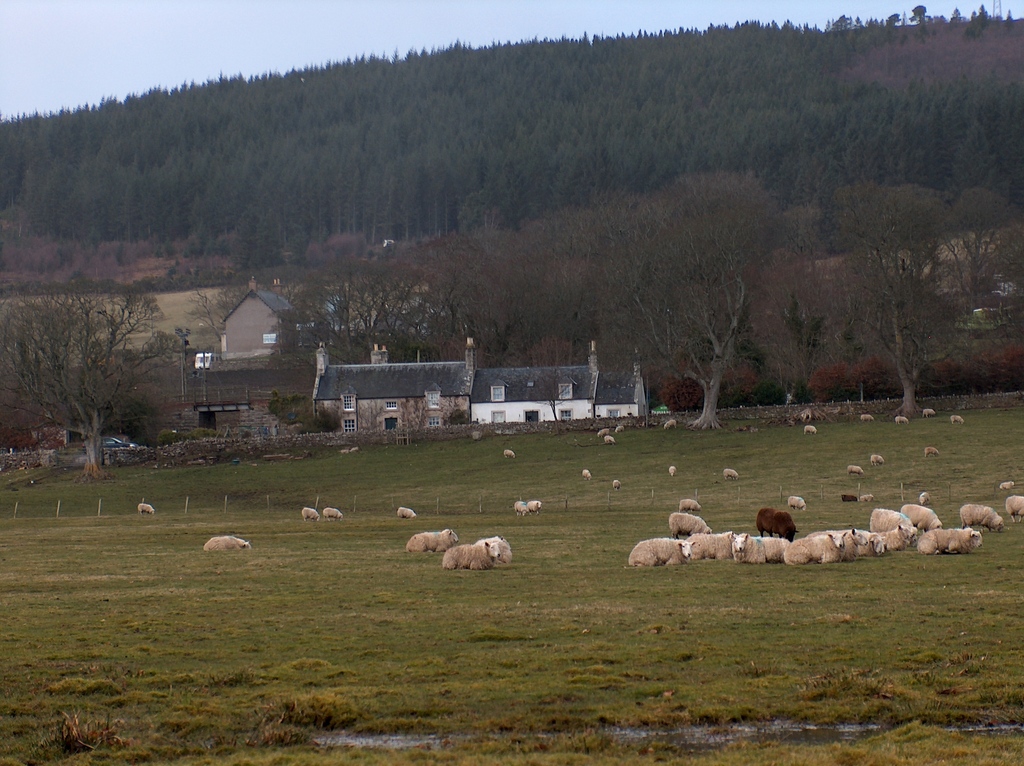 Field of sheep in Golspie
