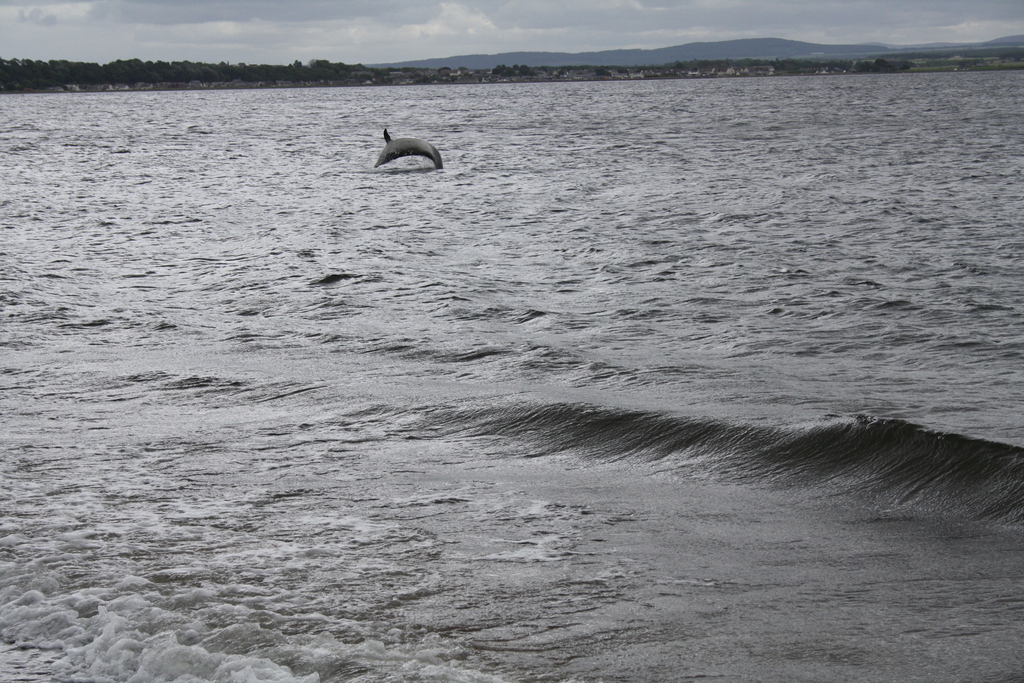 Dolphin at Chanonry Point Fortrose