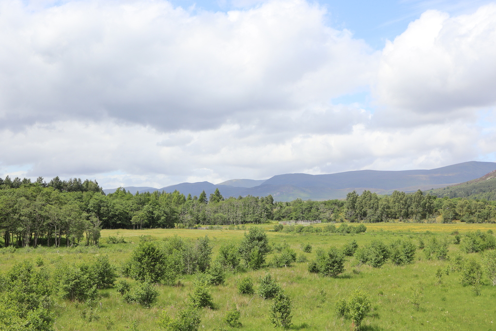Insh Marshes Nature Reserve, Kingussie