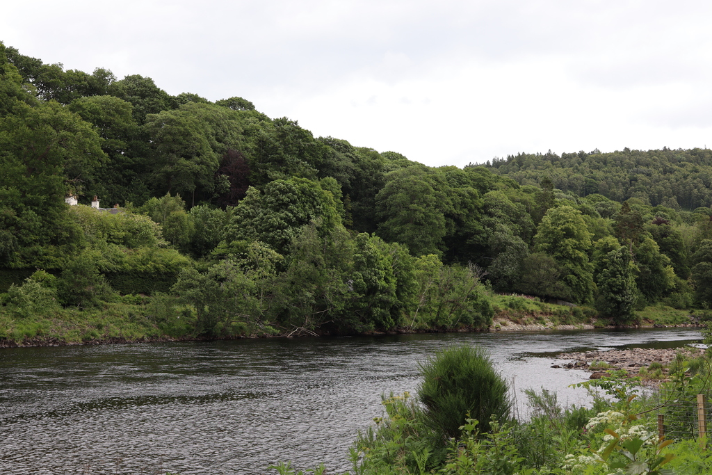 View of the River Tay from Birnam Riverside Path