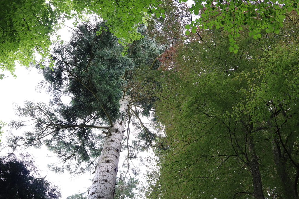 Woodland walk at Blair Castle