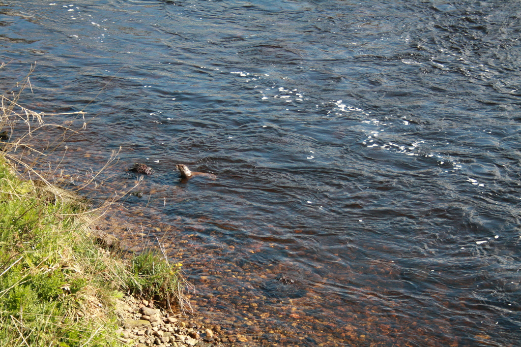 Otter in River Tay