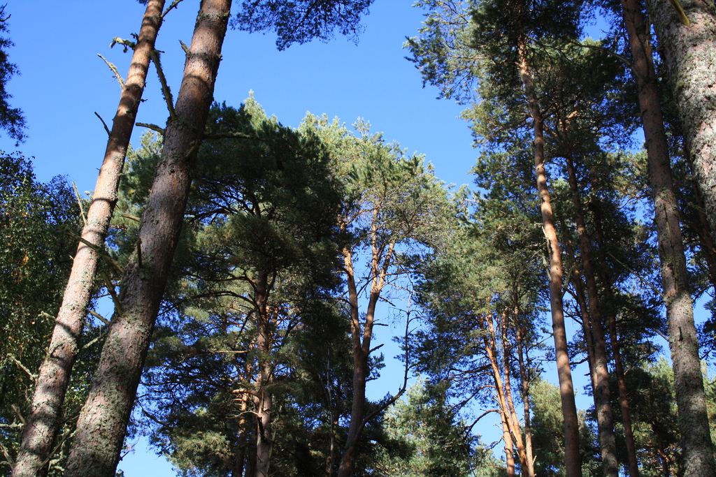 Trees in Craigmonie Woods Drumnadrochit