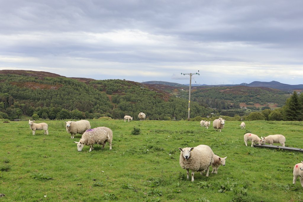 Sheep in Rogart Sutherland
