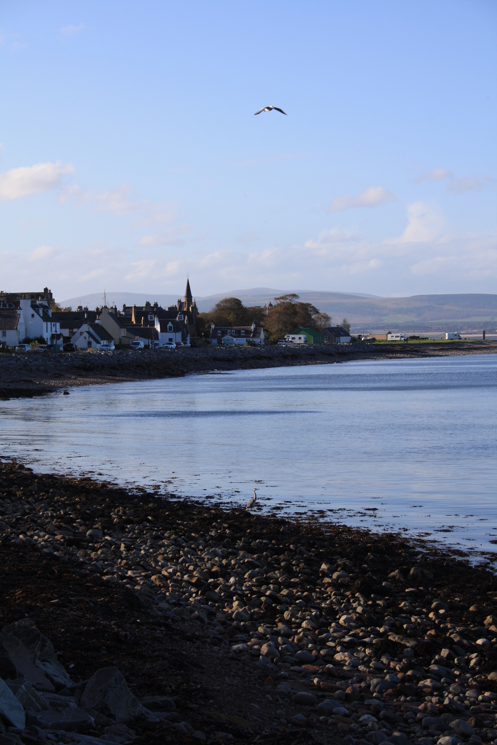 Heron on the beach at Cromarty