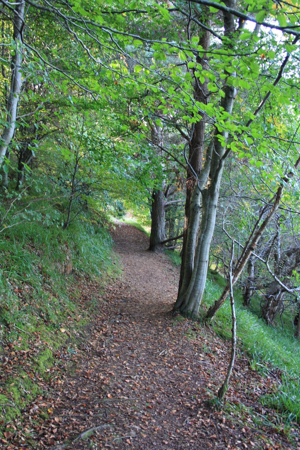 South Sutor Path Cromarty