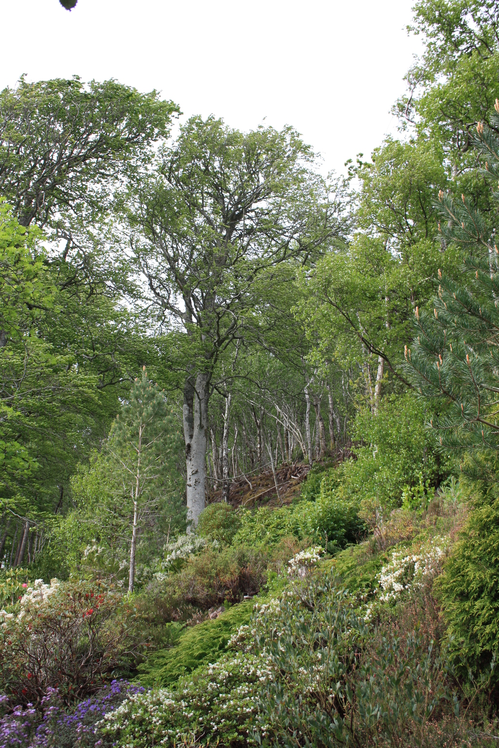 Trees at Inverewe Garden