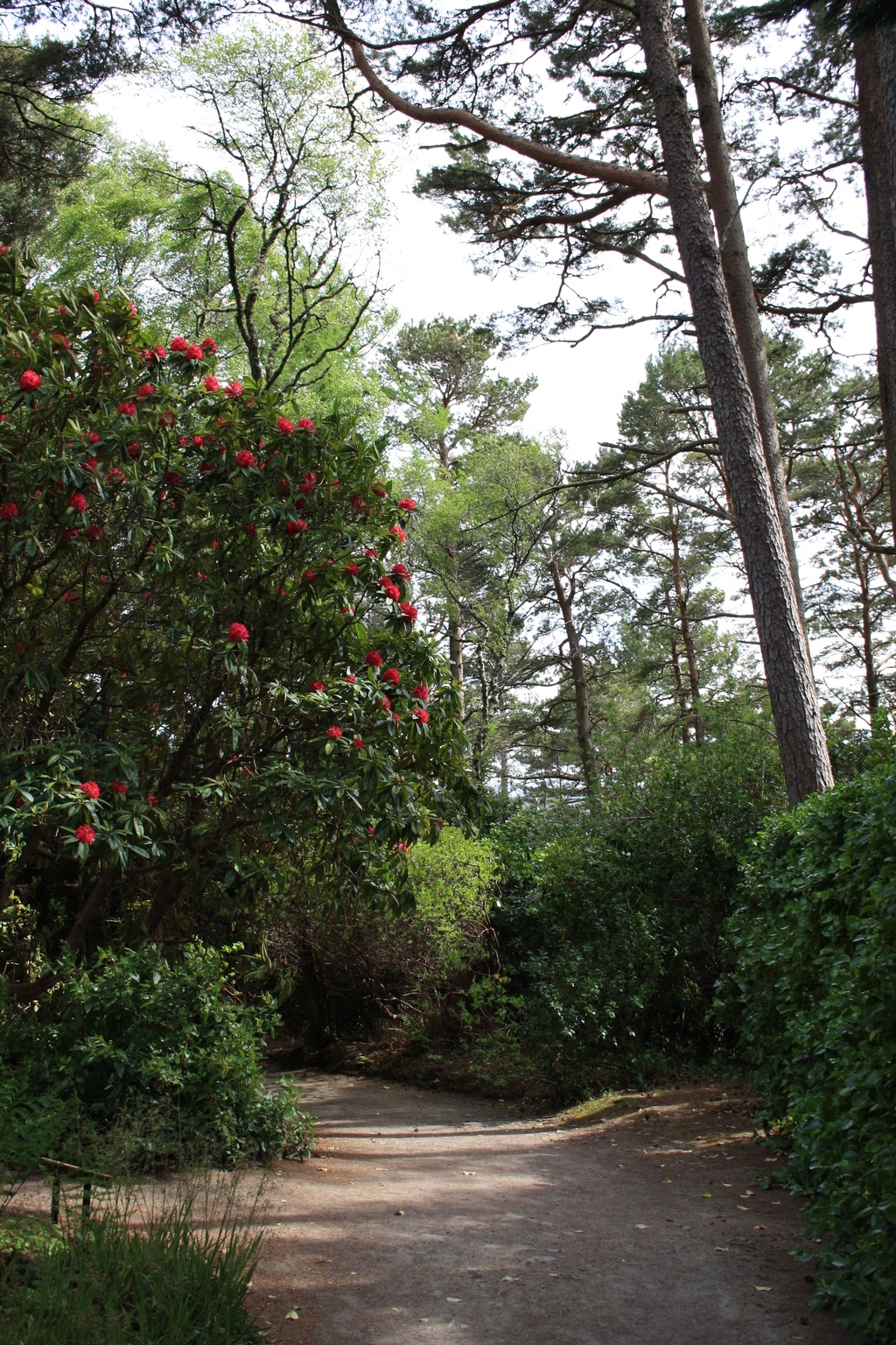 Path through trees at Inverewe Garden