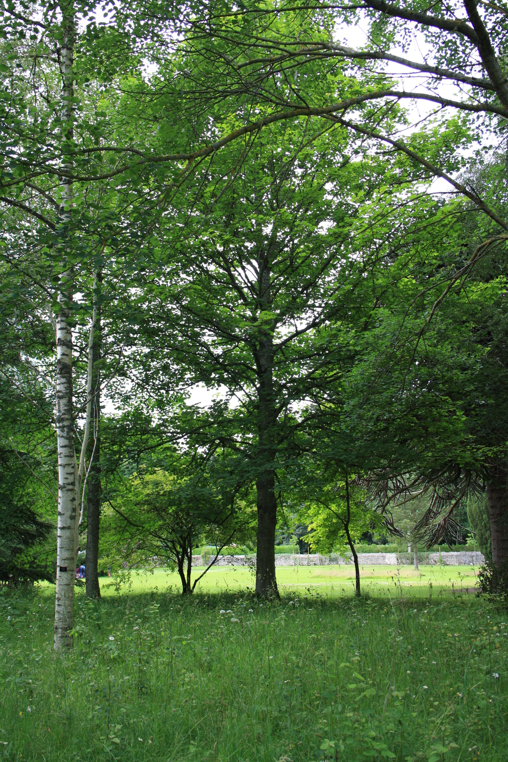 Brodie Castle parkland