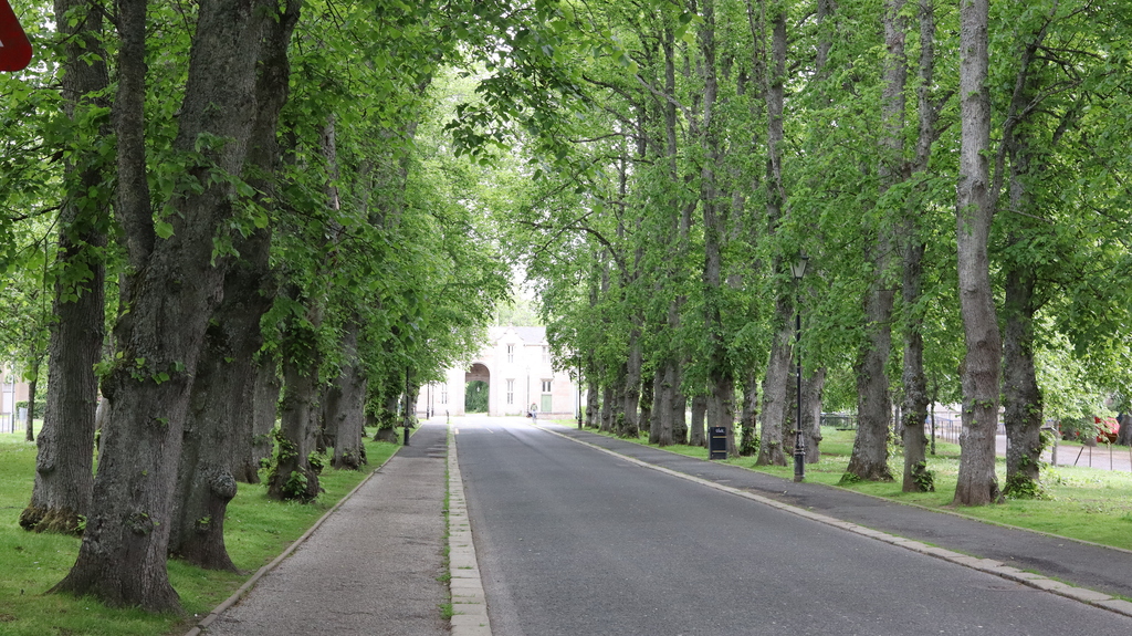 Avenue in Huntly