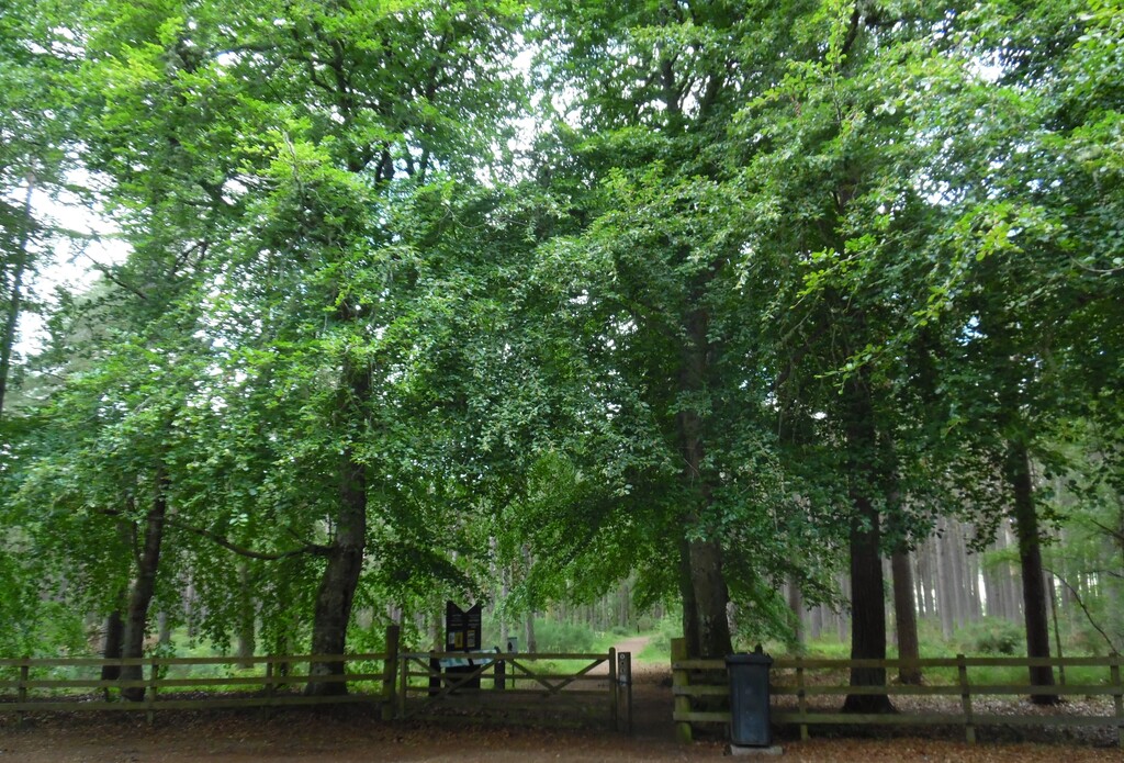 Entrance to Balblair Wood, Loch Fleet National Nature Reserve