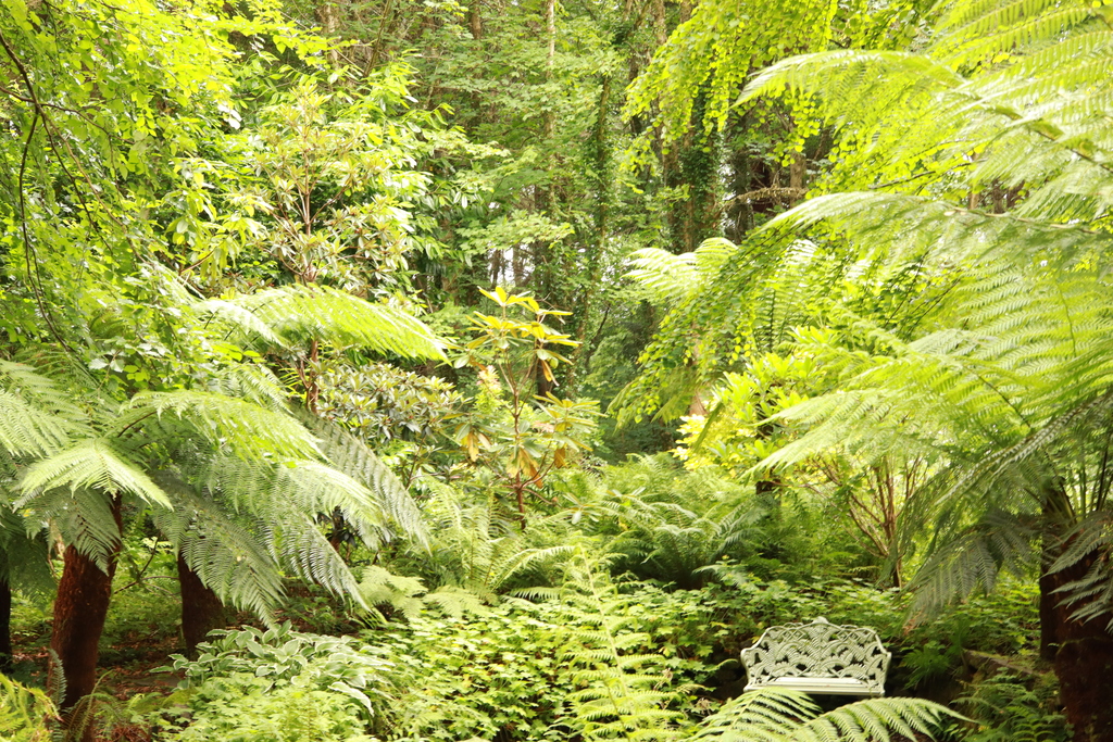 Fernery at Attadale Gardens
