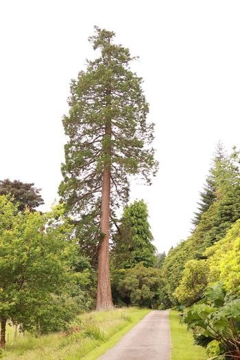 Tall tree at Attadale Gardens