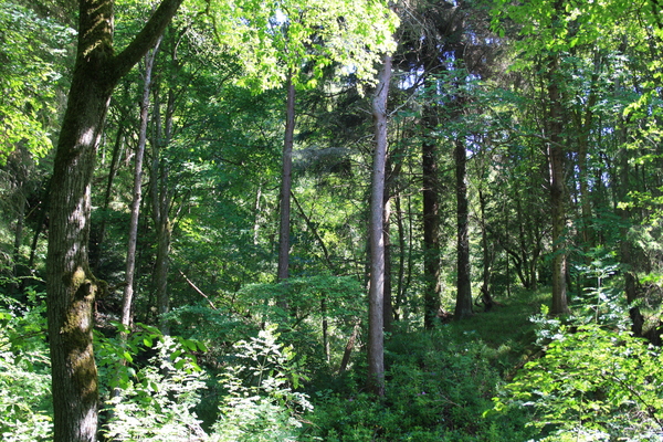 Fairy Glen Rosemarkie